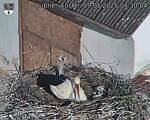Capi_Dubne_20250509_073004.jpg