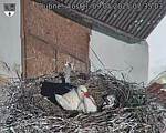 Capi_Dubne_20250509_073503.jpg