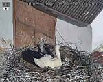 Capi_Dubne_20250509_074002.jpg