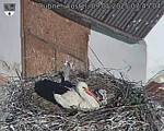 Capi_Dubne_20250509_074504.jpg