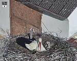 Capi_Dubne_20250509_075004.jpg