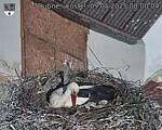 Capi_Dubne_20250509_080004.jpg