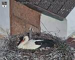 Capi_Dubne_20250509_081002.jpg