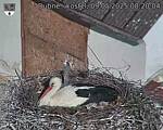 Capi_Dubne_20250509_082004.jpg