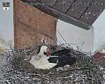 Capi_Dubne_20250509_083004.jpg