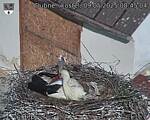 Capi_Dubne_20250509_084504.jpg