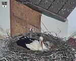 Capi_Dubne_20250509_085004.jpg