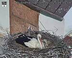 Capi_Dubne_20250509_090004.jpg