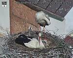 Capi_Dubne_20250509_090504.jpg