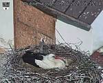 Capi_Dubne_20250509_092504.jpg