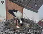 Capi_Dubne_20250509_094004.jpg