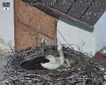 Capi_Dubne_20250509_095002.jpg
