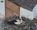 Capi_Dubne_20250509_095504.jpg