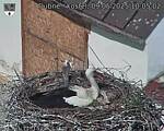 Capi_Dubne_20250509_100502.jpg