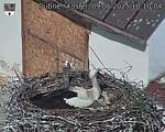 Capi_Dubne_20250509_101004.jpg