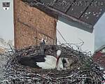 Capi_Dubne_20250509_102004.jpg