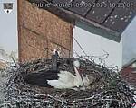 Capi_Dubne_20250509_102502.jpg