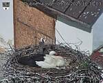 Capi_Dubne_20250509_103003.jpg