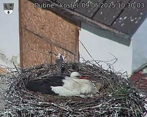 Capi_Dubne_20250509_103003.jpg (1350 x 1080)