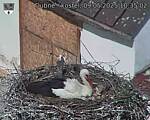 Capi_Dubne_20250509_103502.jpg