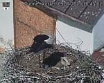 Capi_Dubne_20250509_104502.jpg