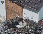 Capi_Dubne_20250509_105502.jpg