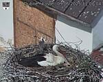 Capi_Dubne_20250509_110004.jpg