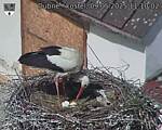 Capi_Dubne_20250509_111002.jpg
