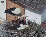 Capi_Dubne_20250509_111504.jpg