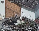 Capi_Dubne_20250509_112004.jpg