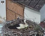 Capi_Dubne_20250509_112502.jpg