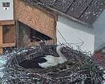 Capi_Dubne_20250509_113004.jpg