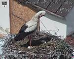 Capi_Dubne_20250509_114002.jpg