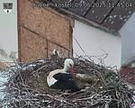 Capi_Dubne_20250509_114504.jpg