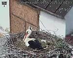 Capi_Dubne_20250509_120003.jpg