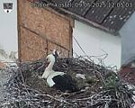 Capi_Dubne_20250509_120503.jpg