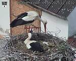 Capi_Dubne_20250509_121002.jpg