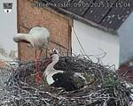 Capi_Dubne_20250509_121504.jpg