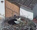 Capi_Dubne_20250509_122004.jpg