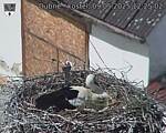 Capi_Dubne_20250509_122502.jpg