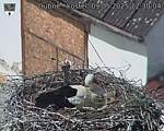Capi_Dubne_20250509_123004.jpg