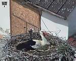 Capi_Dubne_20250509_123504.jpg