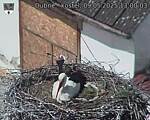 Capi_Dubne_20250509_130003.jpg