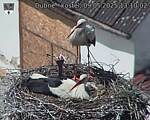Capi_Dubne_20250509_131002.jpg