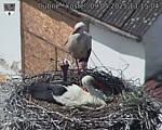 Capi_Dubne_20250509_131504.jpg