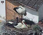 Capi_Dubne_20250509_132004.jpg