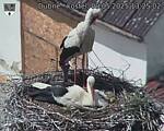 Capi_Dubne_20250509_132502.jpg