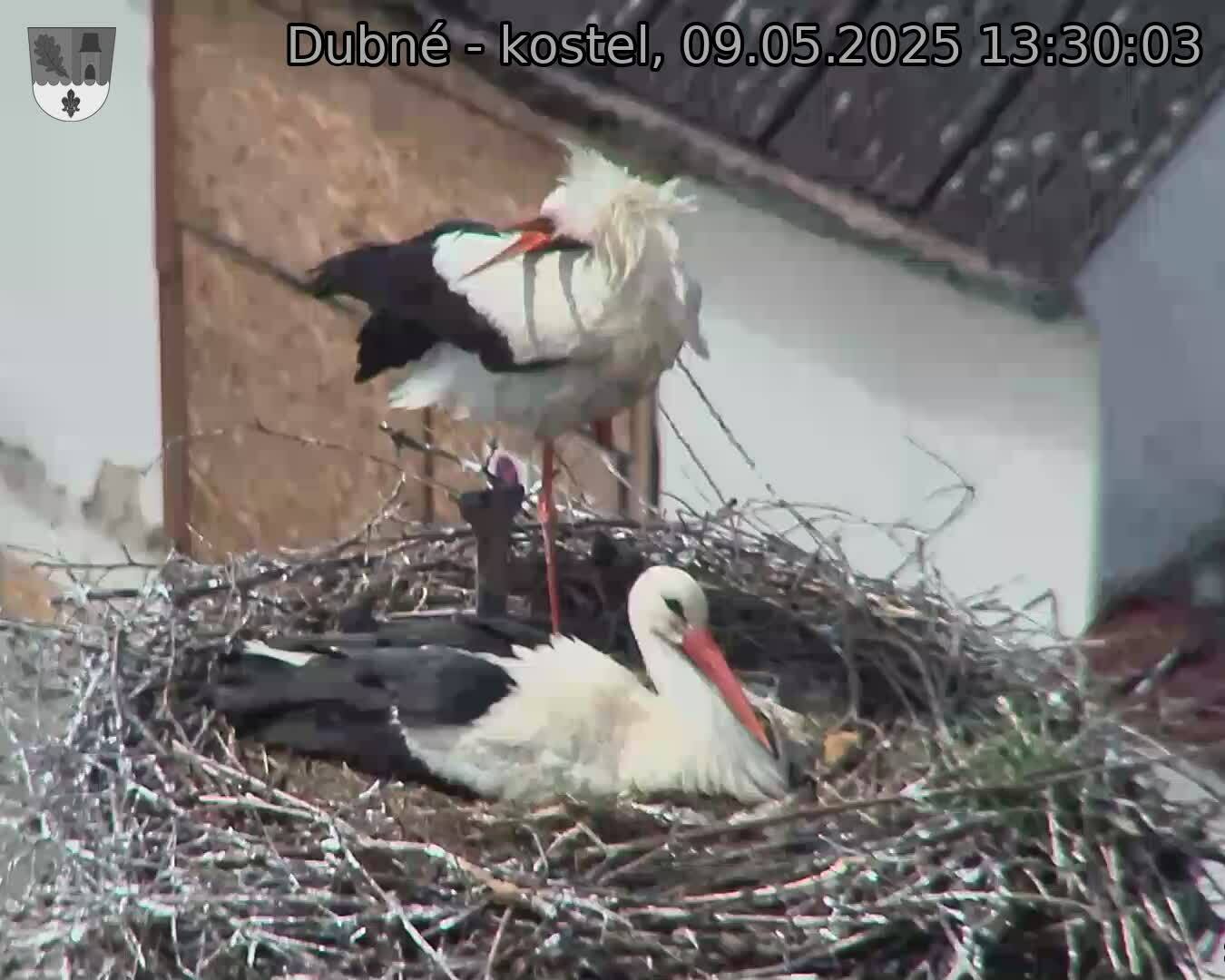 Capi_Dubne_20250509_133003.jpg (1350 x 1080)