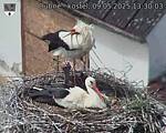 Capi_Dubne_20250509_133003.jpg