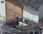Capi_Dubne_20250509_133503.jpg